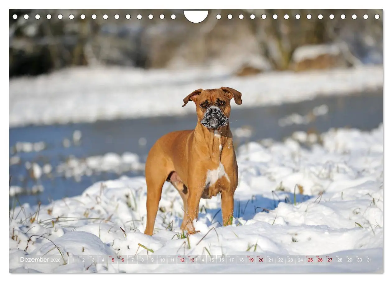 Bild: 9783457882948 | Gut - besser - Boxer (Wandkalender 2026 DIN A4 quer), CALVENDO...