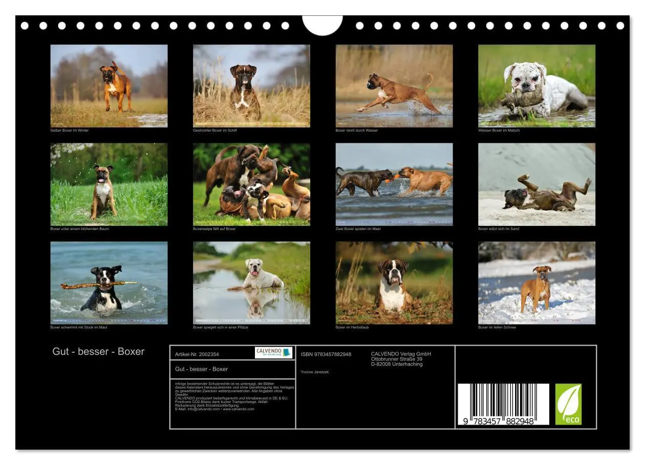 Bild: 9783457882948 | Gut - besser - Boxer (Wandkalender 2026 DIN A4 quer), CALVENDO...