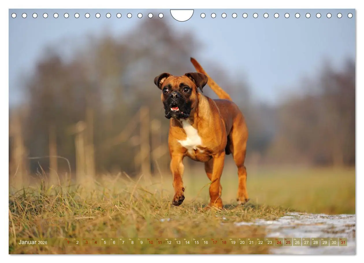 Bild: 9783457882948 | Gut - besser - Boxer (Wandkalender 2026 DIN A4 quer), CALVENDO...