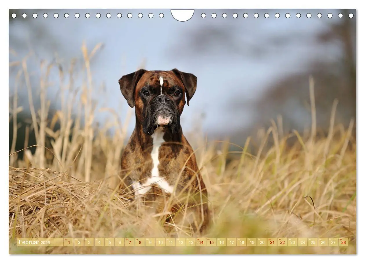 Bild: 9783457882948 | Gut - besser - Boxer (Wandkalender 2026 DIN A4 quer), CALVENDO...