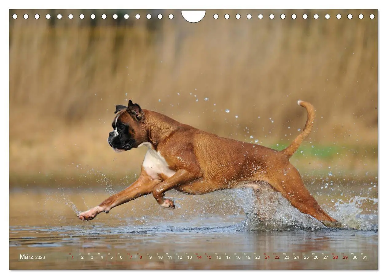 Bild: 9783457882948 | Gut - besser - Boxer (Wandkalender 2026 DIN A4 quer), CALVENDO...