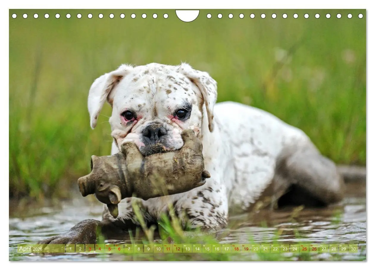 Bild: 9783457882948 | Gut - besser - Boxer (Wandkalender 2026 DIN A4 quer), CALVENDO...