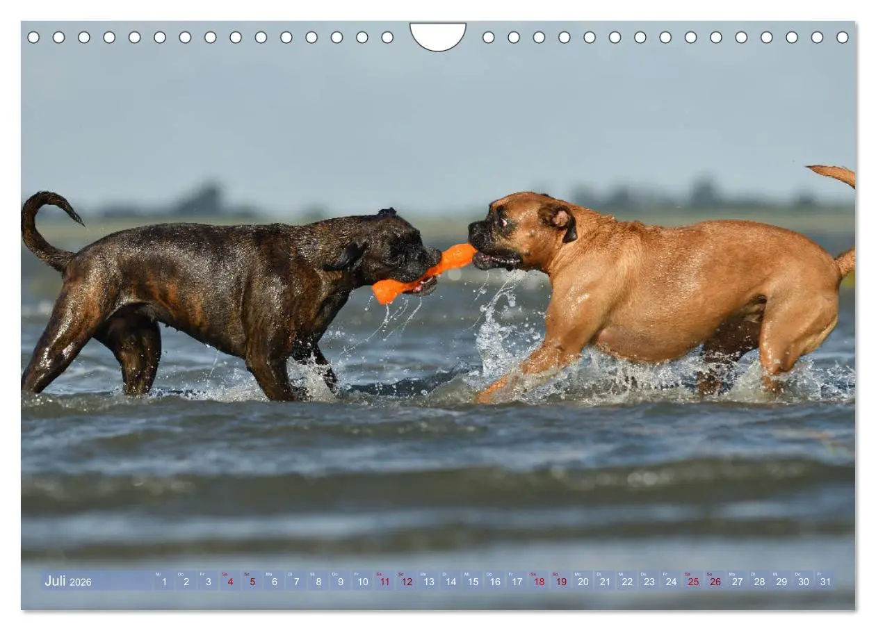 Bild: 9783457882948 | Gut - besser - Boxer (Wandkalender 2026 DIN A4 quer), CALVENDO...