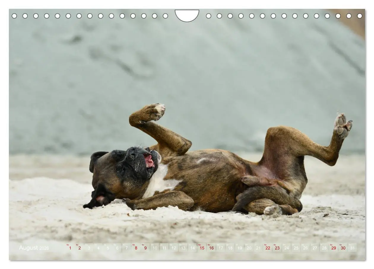Bild: 9783457882948 | Gut - besser - Boxer (Wandkalender 2026 DIN A4 quer), CALVENDO...