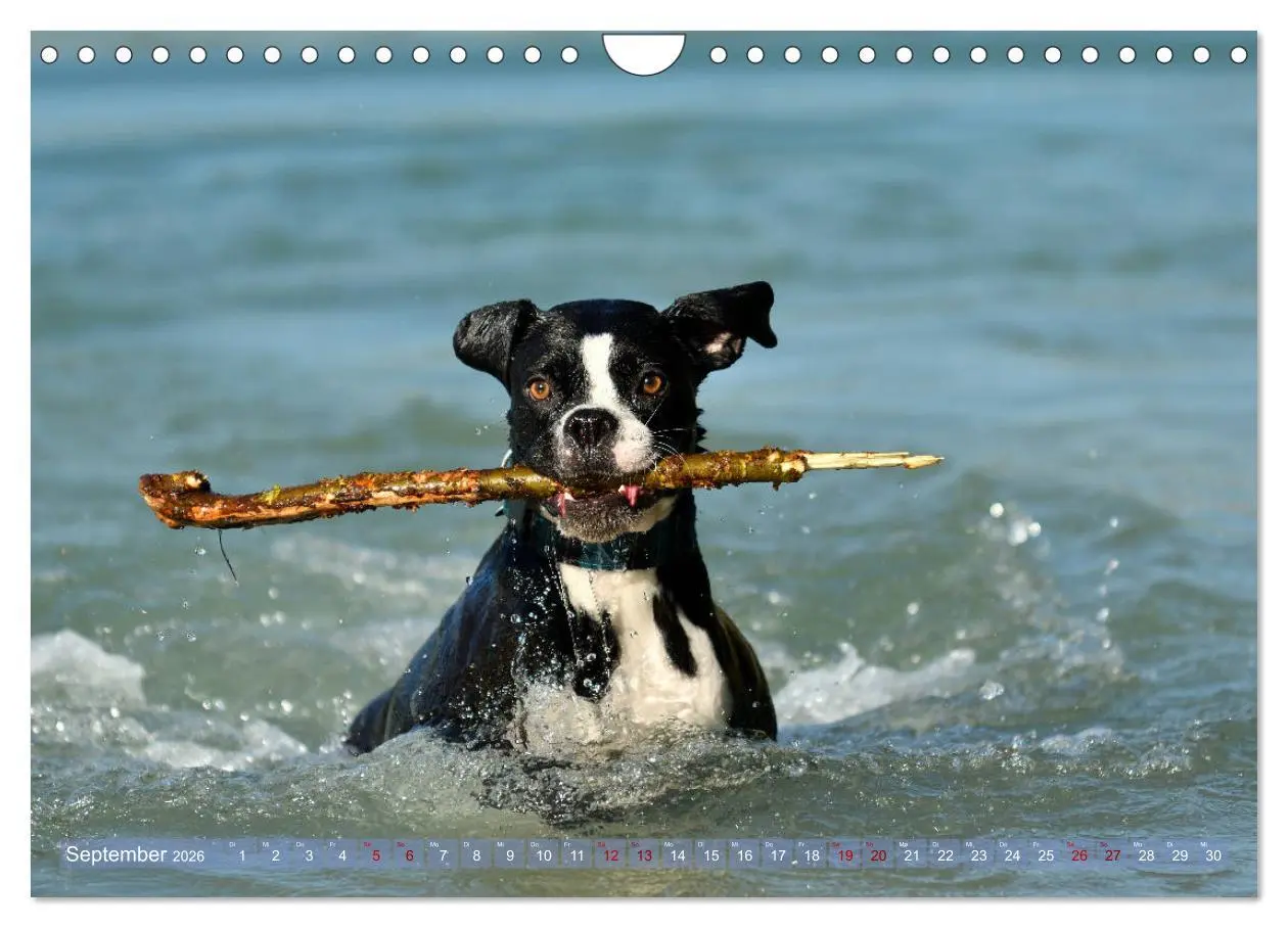 Bild: 9783457882948 | Gut - besser - Boxer (Wandkalender 2026 DIN A4 quer), CALVENDO...