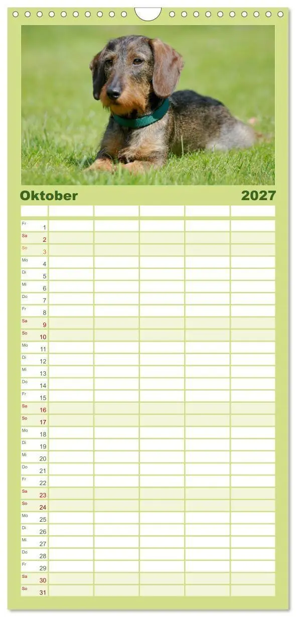 Bild: 9783594332948 | Familienplaner 2027 - Liebenswerte Rabauken - Rauhaardackel mit 5...