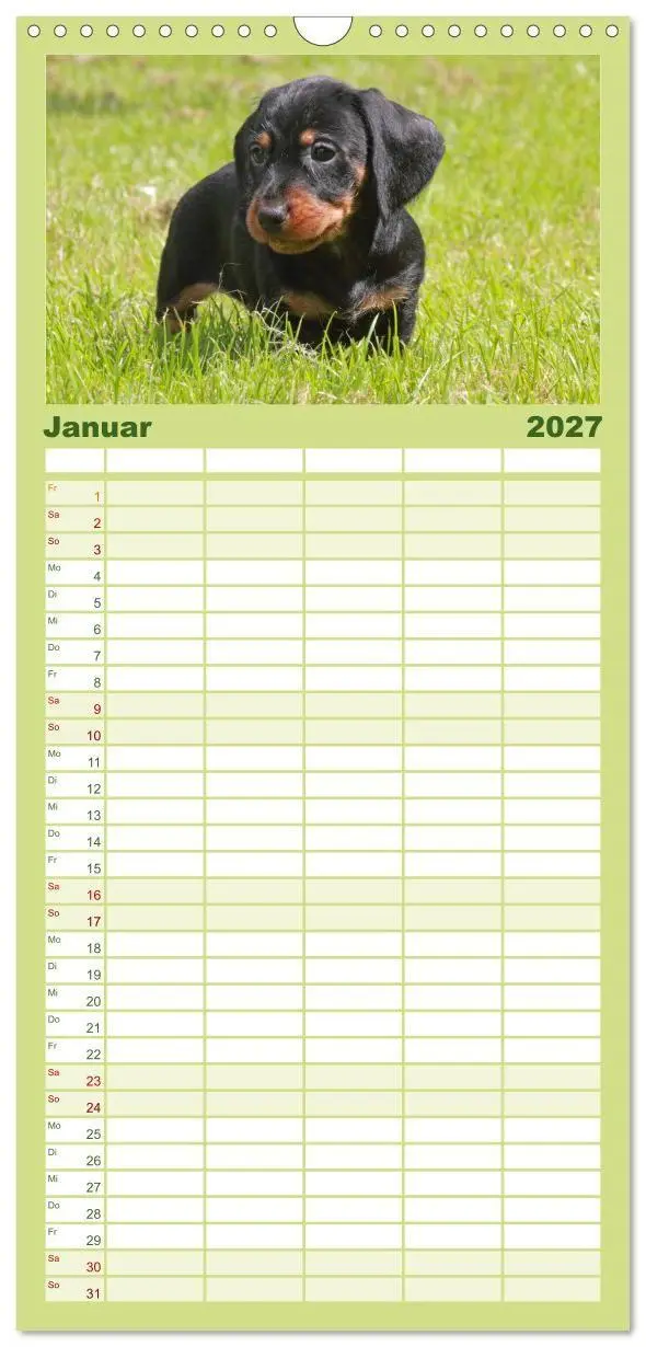 Bild: 9783594332948 | Familienplaner 2027 - Liebenswerte Rabauken - Rauhaardackel mit 5...