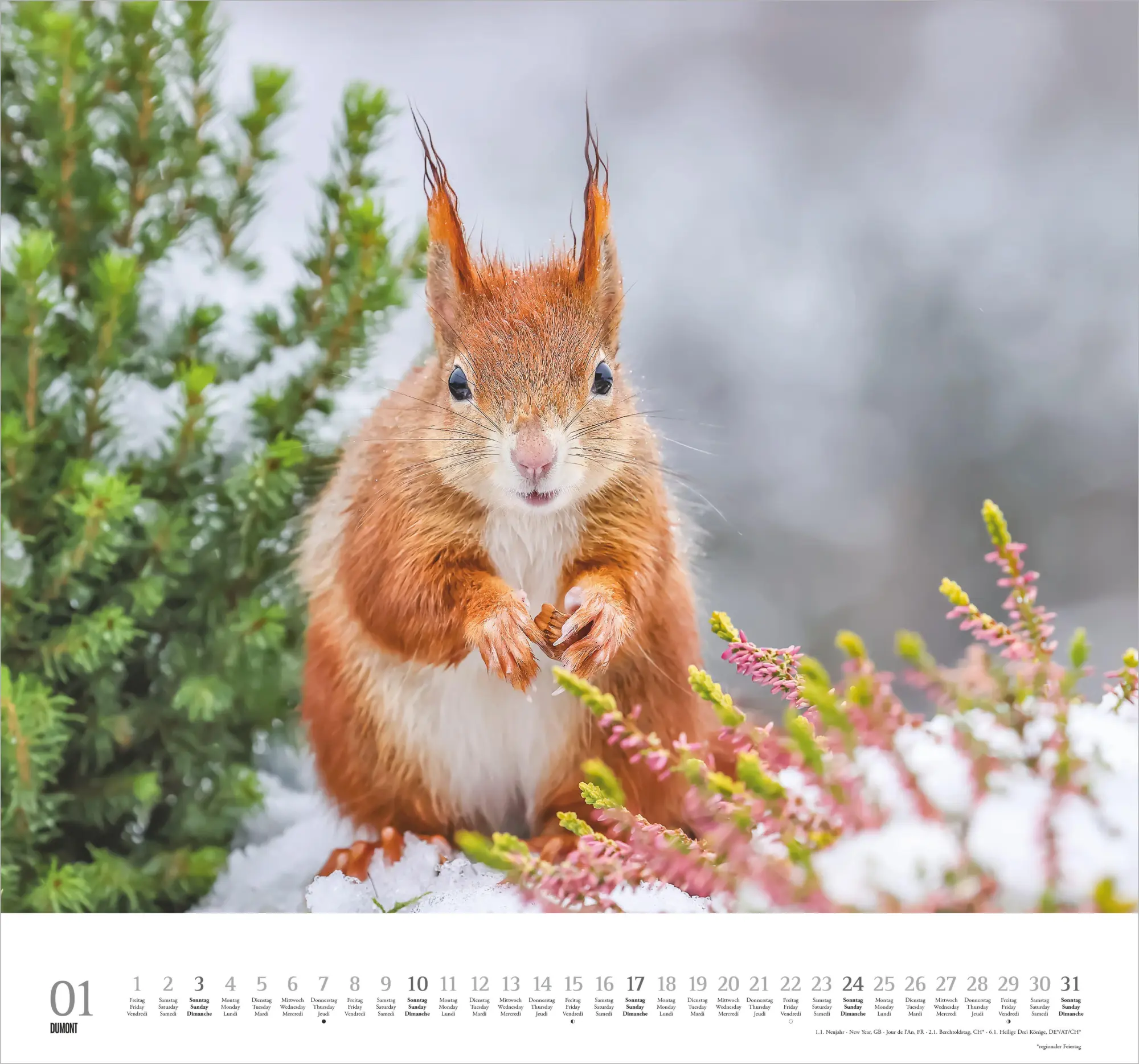 Bild: 4069095013148 | Geliebte Eichhörnchen 2027 | Neumann Verlage GmbH &amp; Co KG | Kalender