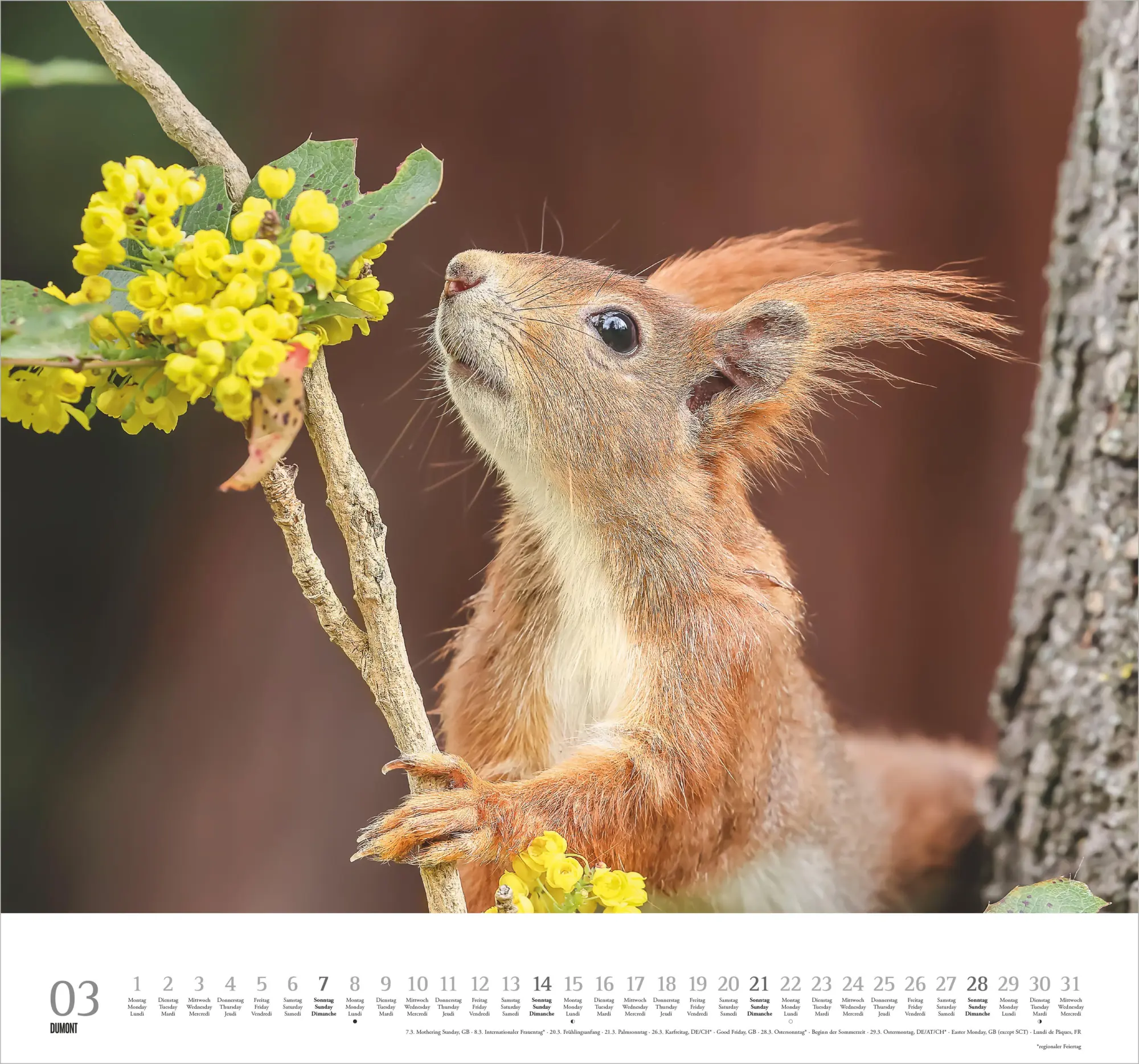 Bild: 4069095013148 | Geliebte Eichhörnchen 2027 | Neumann Verlage GmbH &amp; Co KG | Kalender