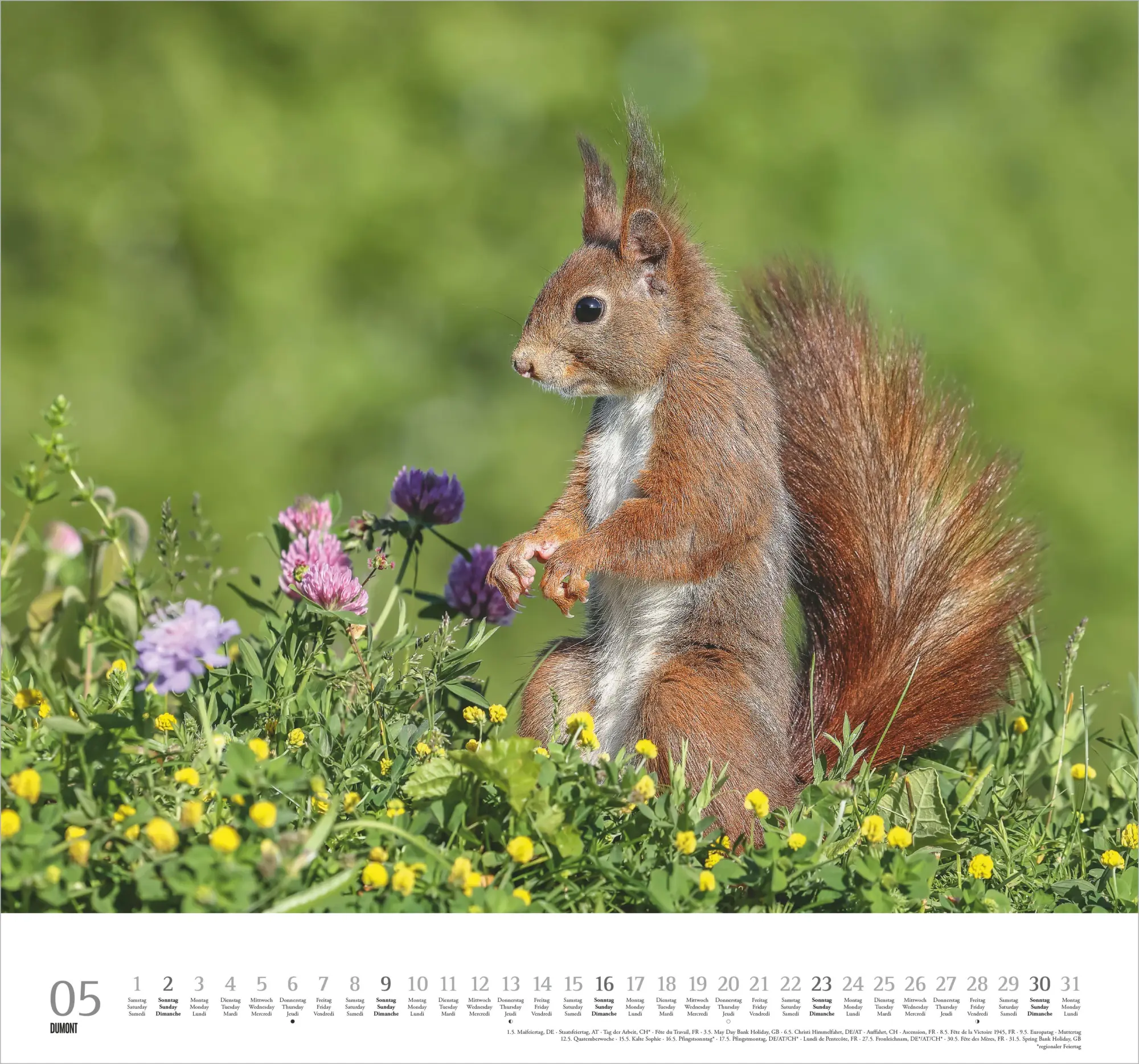 Bild: 4069095013148 | Geliebte Eichhörnchen 2027 | Neumann Verlage GmbH &amp; Co KG | Kalender