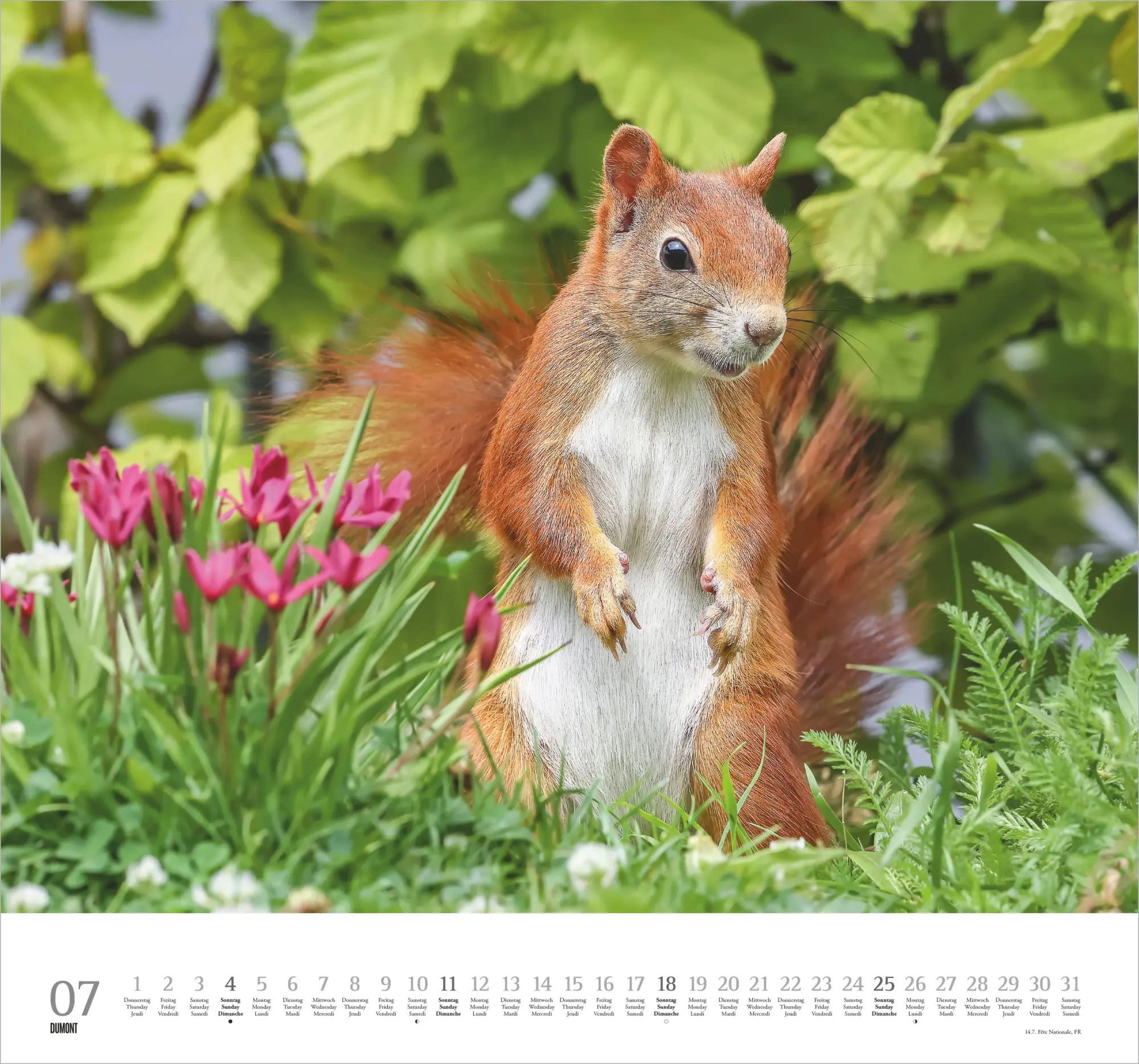 Bild: 4069095013148 | Geliebte Eichhörnchen 2027 | Neumann Verlage GmbH &amp; Co KG | Kalender