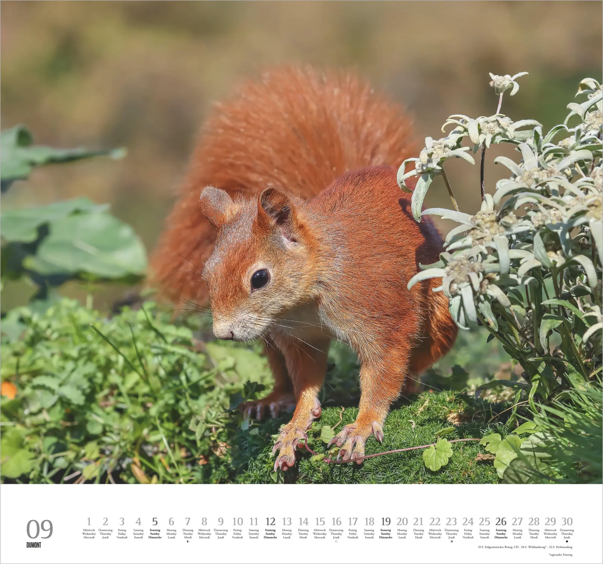 Bild: 4069095013148 | Geliebte Eichhörnchen 2027 | Neumann Verlage GmbH &amp; Co KG | Kalender