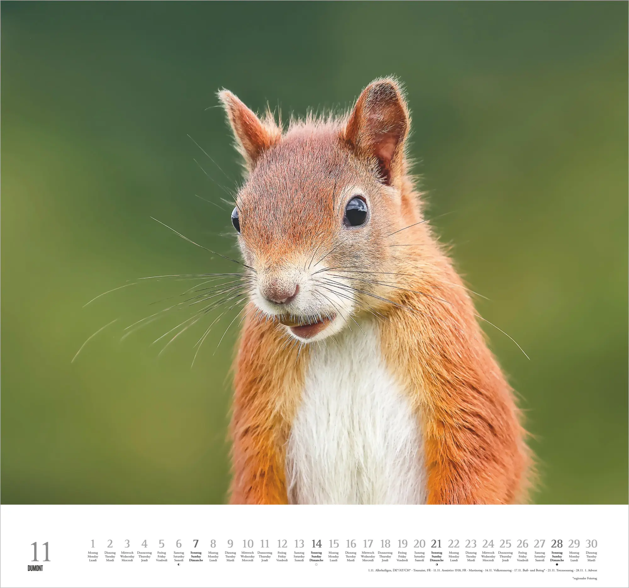 Bild: 4069095013148 | Geliebte Eichhörnchen 2027 | Neumann Verlage GmbH &amp; Co KG | Kalender