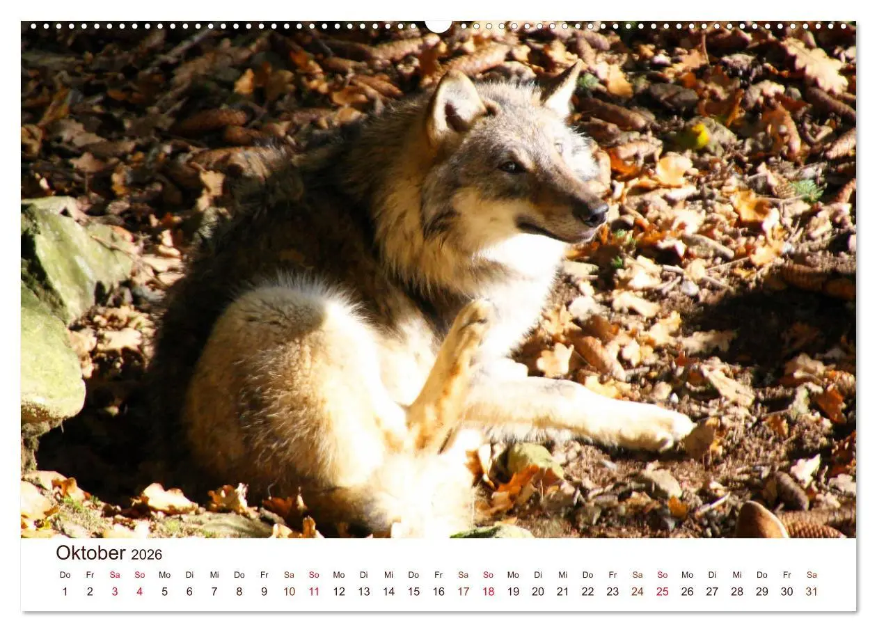 Bild: 9783457903148 | Wölfe 2026. Tierische Impressionen (Wandkalender 2026 DIN A2 quer),...