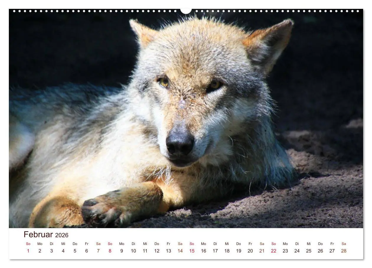 Bild: 9783457903148 | Wölfe 2026. Tierische Impressionen (Wandkalender 2026 DIN A2 quer),...