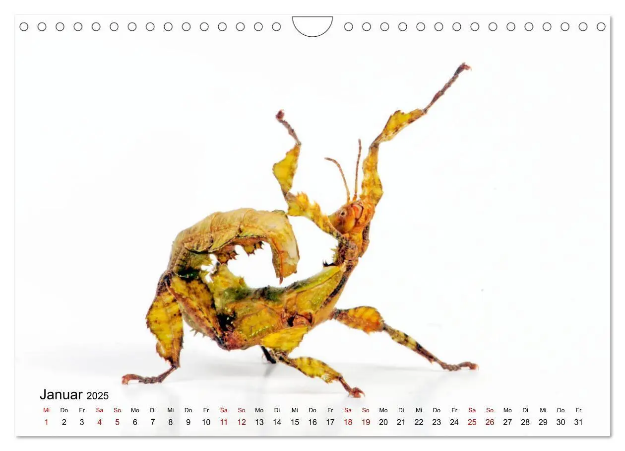 Bild: 9783435283248 | WIRBELLOS (Wandkalender 2025 DIN A4 quer), CALVENDO Monatskalender