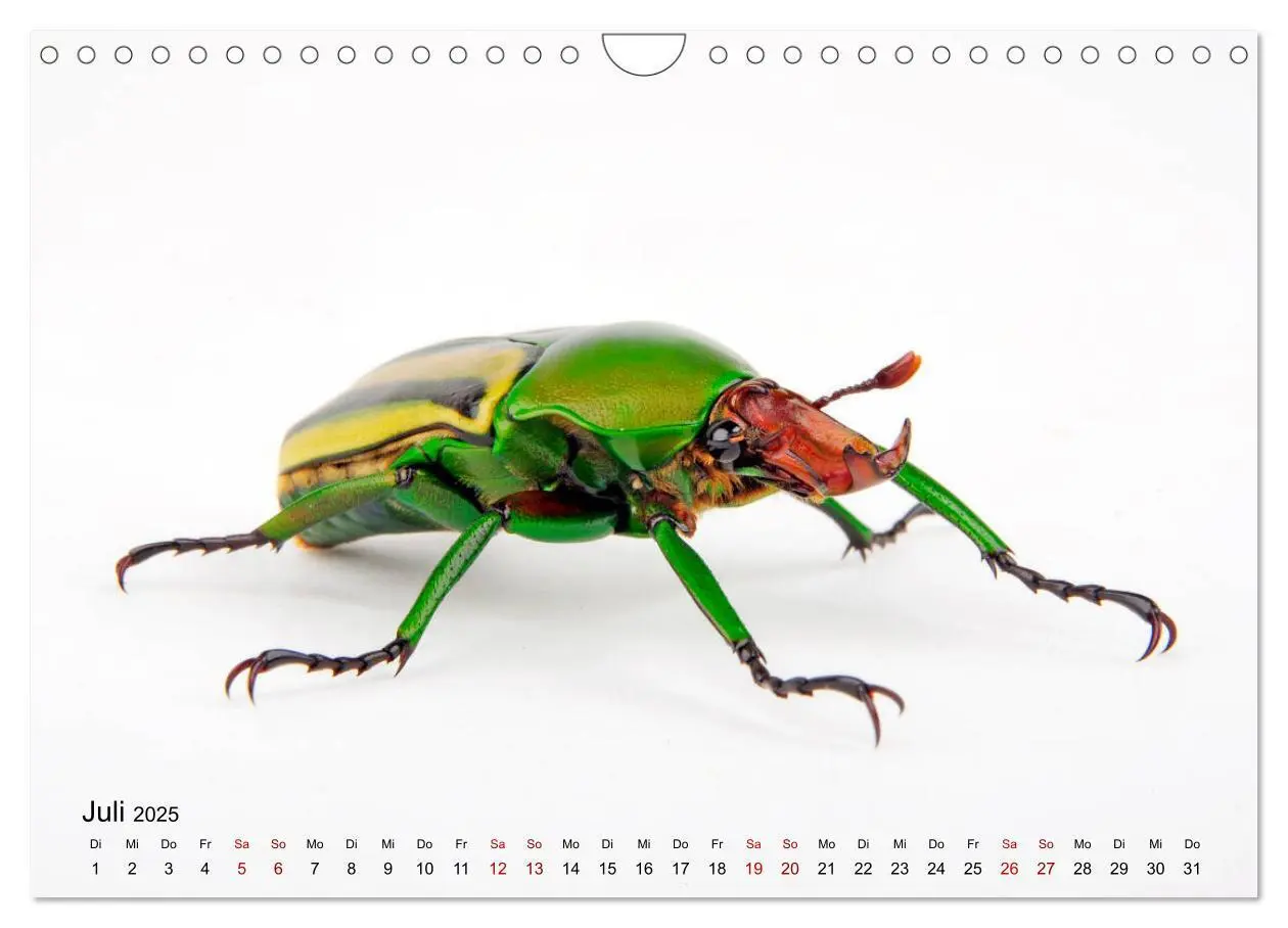 Bild: 9783435283248 | WIRBELLOS (Wandkalender 2025 DIN A4 quer), CALVENDO Monatskalender