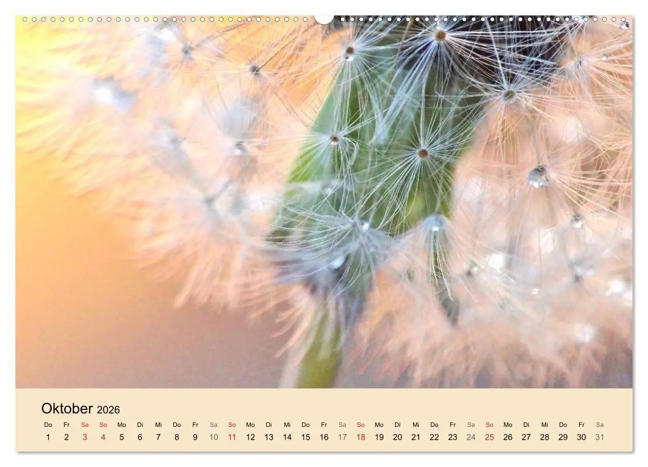 Bild: 9783516153248 | Naturjuwel Pusteblume (Wandkalender 2026 DIN A2 quer), CALVENDO...