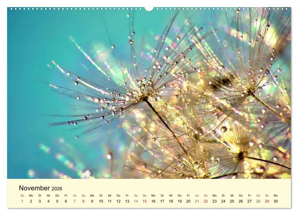 Bild: 9783516153248 | Naturjuwel Pusteblume (Wandkalender 2026 DIN A2 quer), CALVENDO...