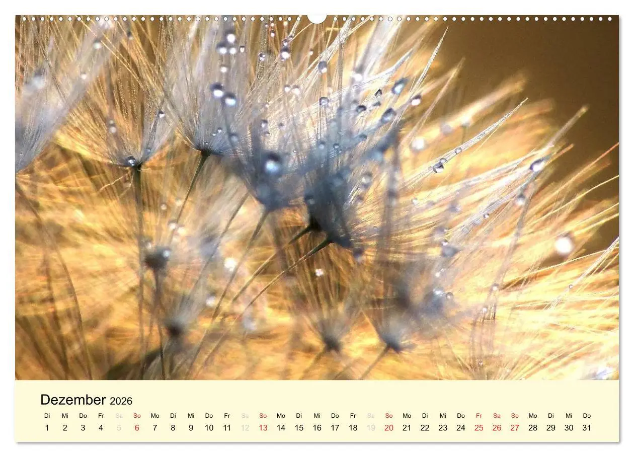 Bild: 9783516153248 | Naturjuwel Pusteblume (Wandkalender 2026 DIN A2 quer), CALVENDO...