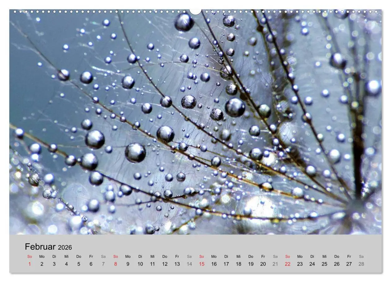 Bild: 9783516153248 | Naturjuwel Pusteblume (Wandkalender 2026 DIN A2 quer), CALVENDO...