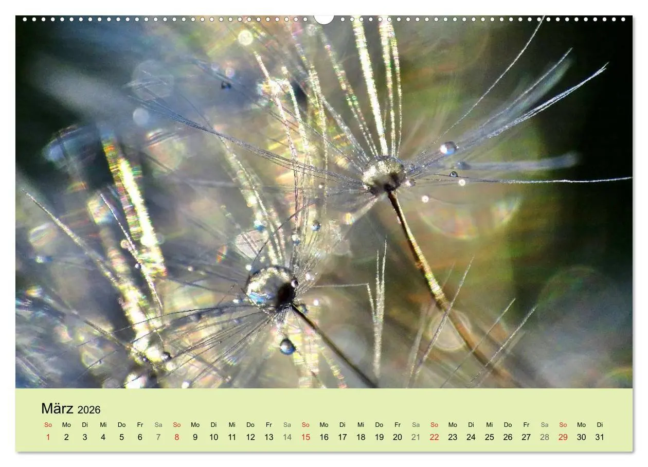Bild: 9783516153248 | Naturjuwel Pusteblume (Wandkalender 2026 DIN A2 quer), CALVENDO...