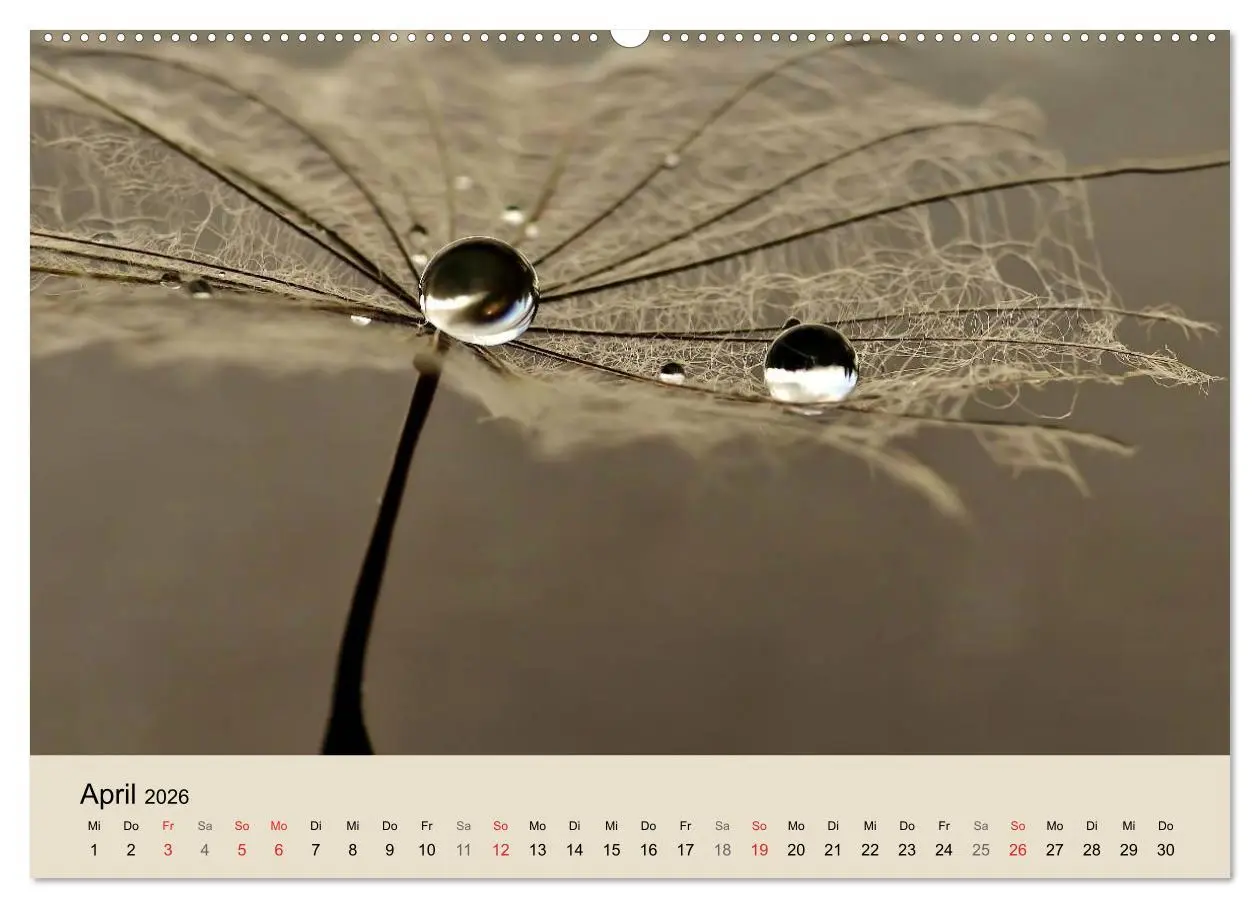 Bild: 9783516153248 | Naturjuwel Pusteblume (Wandkalender 2026 DIN A2 quer), CALVENDO...