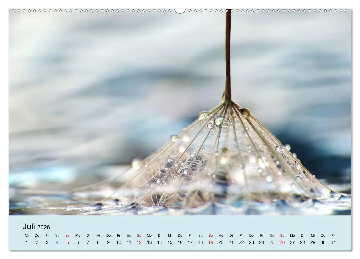 Bild: 9783516153248 | Naturjuwel Pusteblume (Wandkalender 2026 DIN A2 quer), CALVENDO...