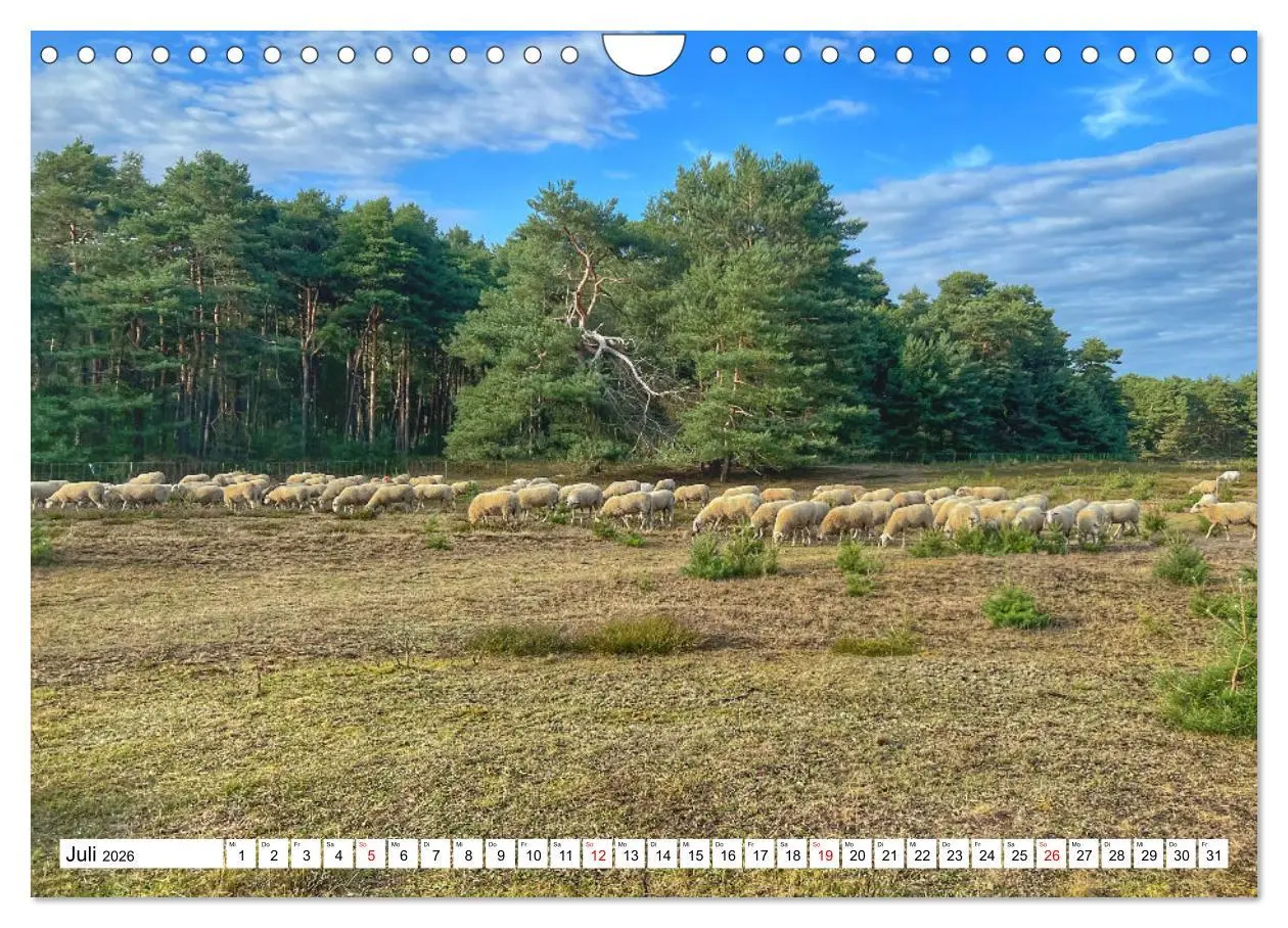 Bild: 9783457363348 | Lingen Ems (Wandkalender 2026 DIN A4 quer), CALVENDO Monatskalender