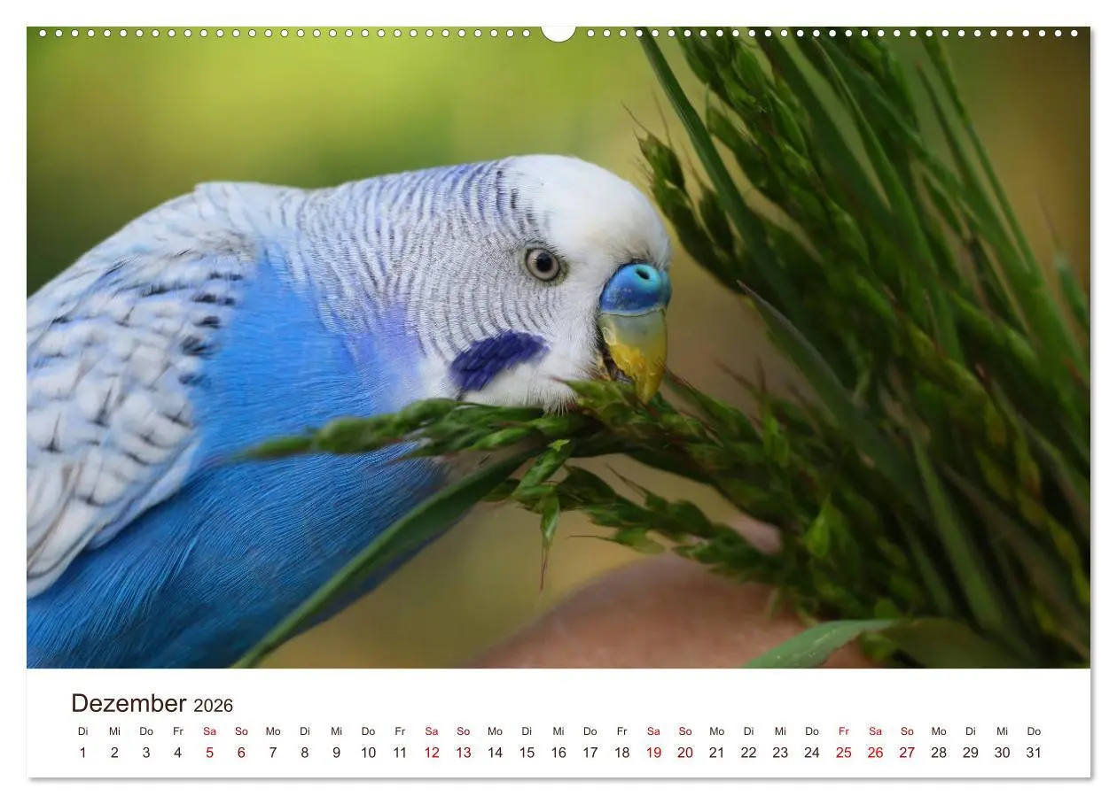 Bild: 9783457743348 | Wellensittiche - der NEUE Kalender (hochwertiger Premium...