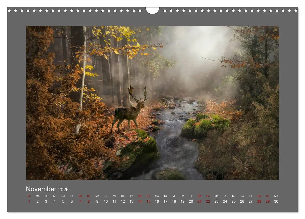 Bild: 9783457813348 | Waldgeheimnisse (Wandkalender 2026 DIN A3 quer), CALVENDO...
