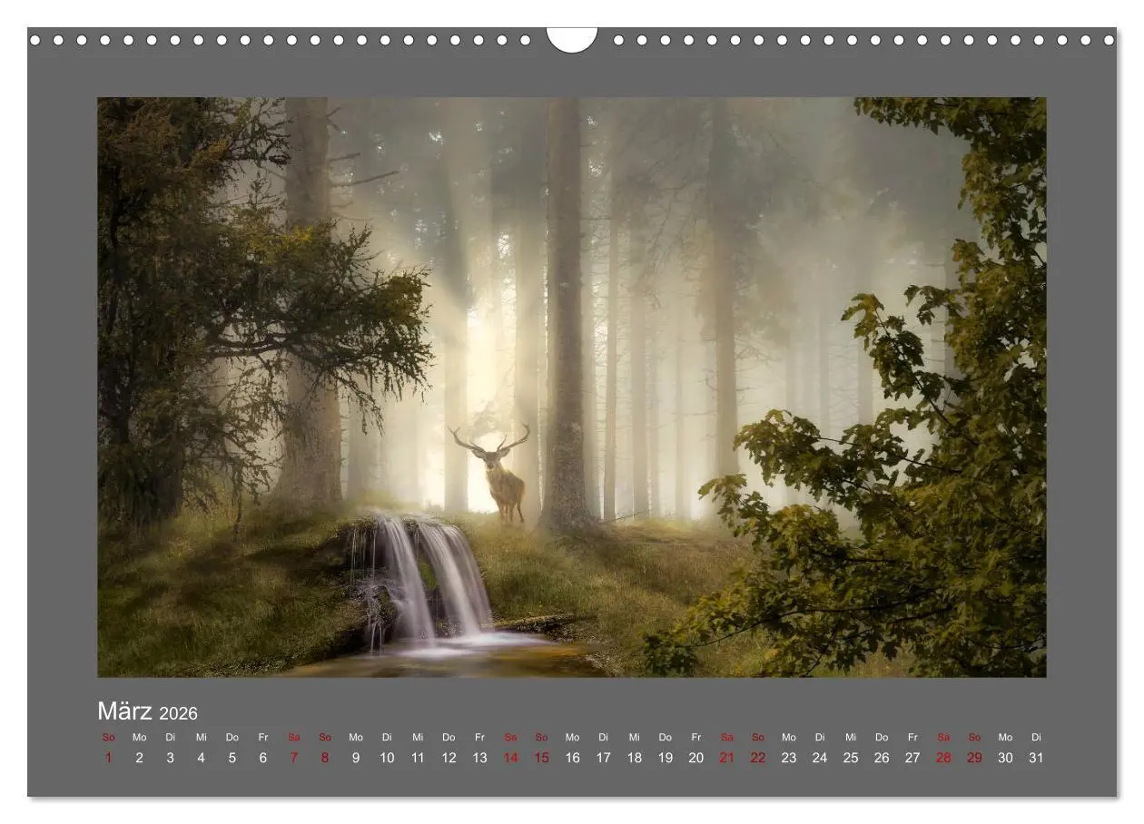 Bild: 9783457813348 | Waldgeheimnisse (Wandkalender 2026 DIN A3 quer), CALVENDO...