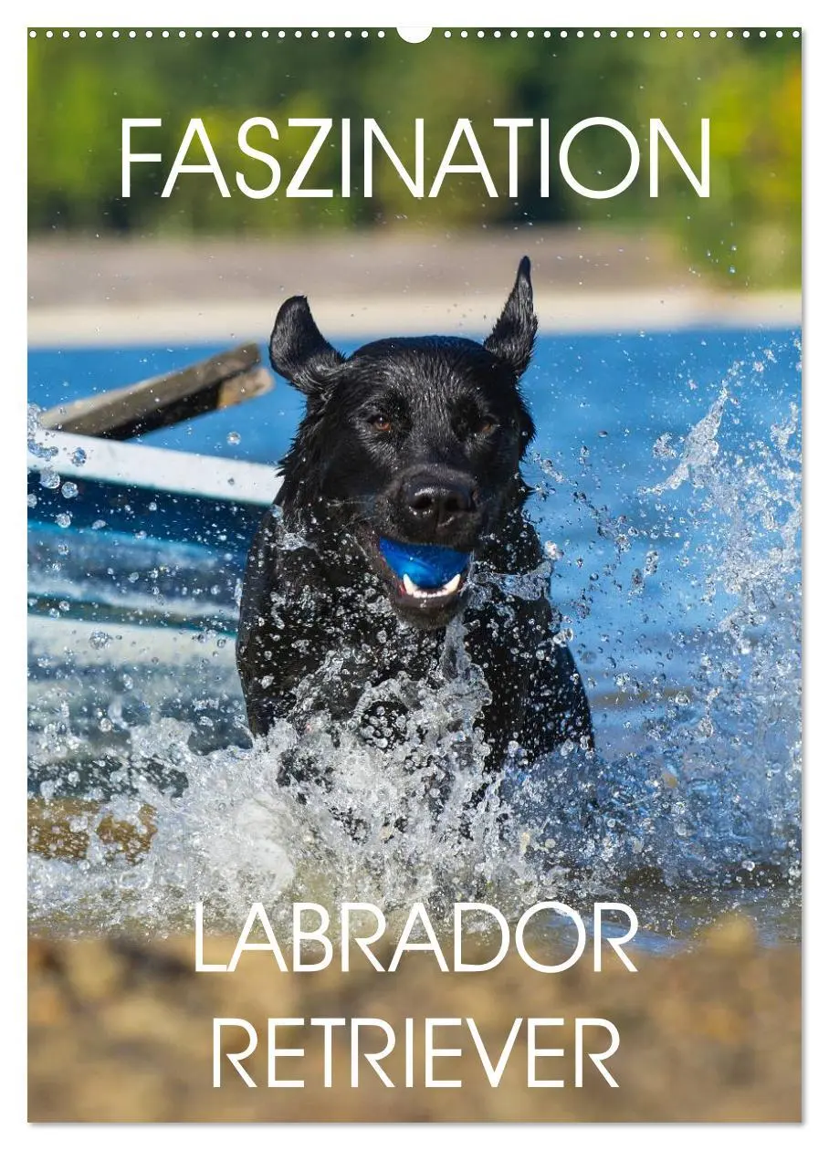 Cover: 9783516453348 | Faszination Labrador Retriever (Wandkalender 2026 DIN A2 hoch),...