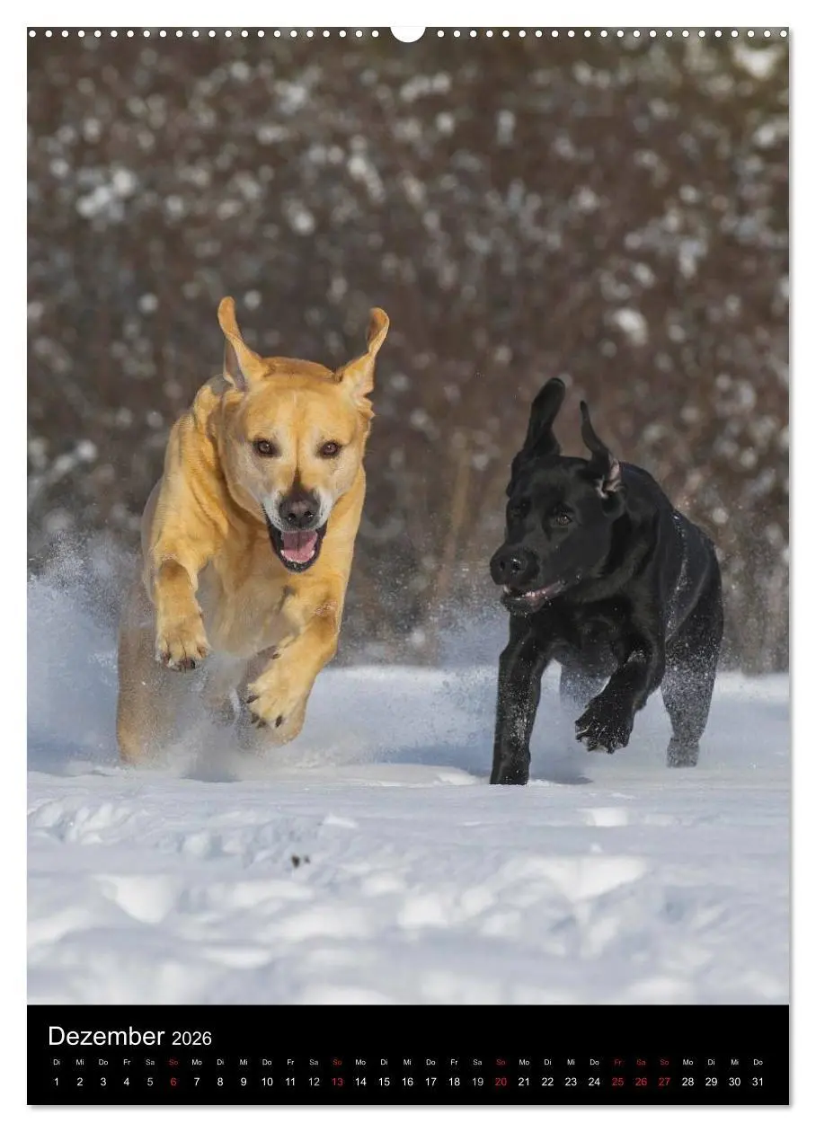 Bild: 9783516453348 | Faszination Labrador Retriever (Wandkalender 2026 DIN A2 hoch),...