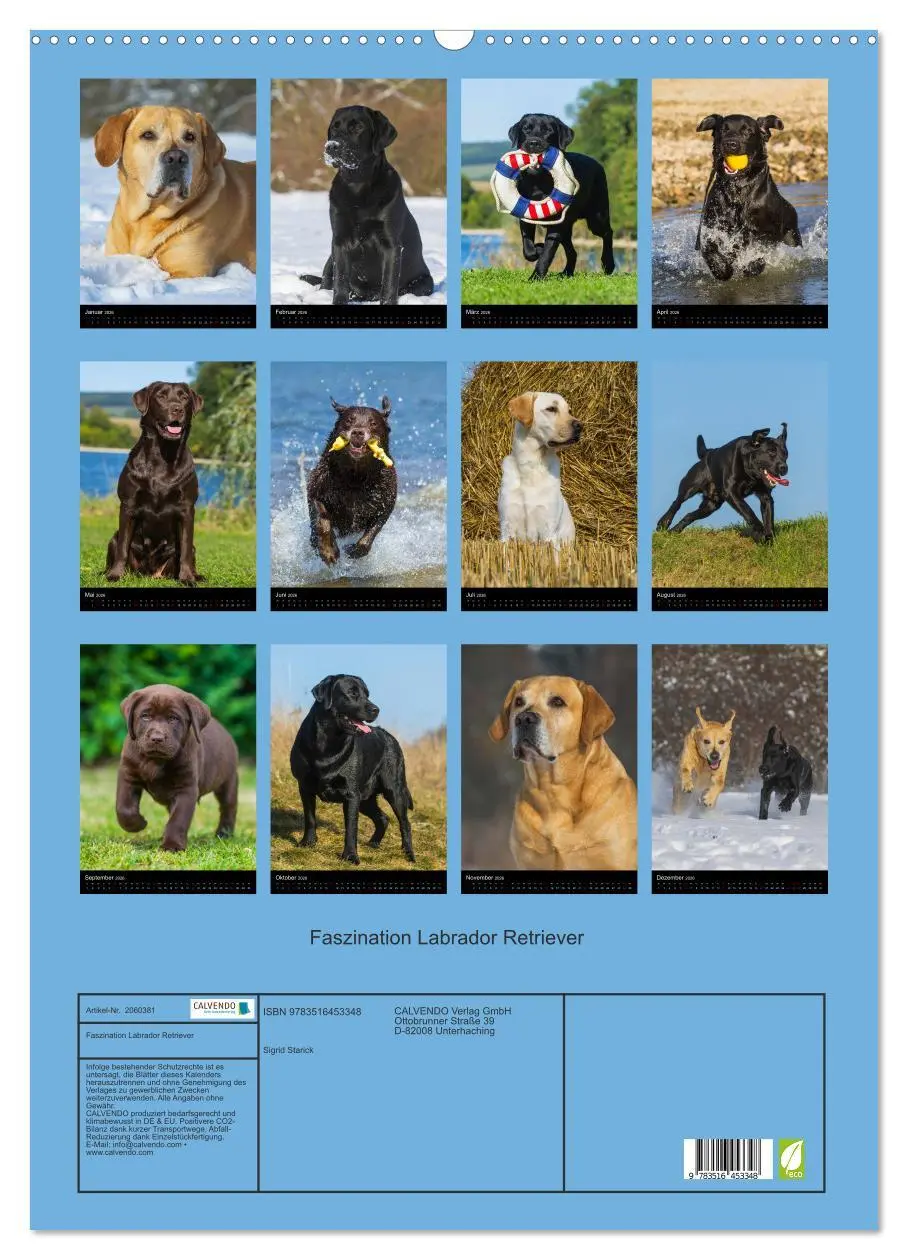 Bild: 9783516453348 | Faszination Labrador Retriever (Wandkalender 2026 DIN A2 hoch),...