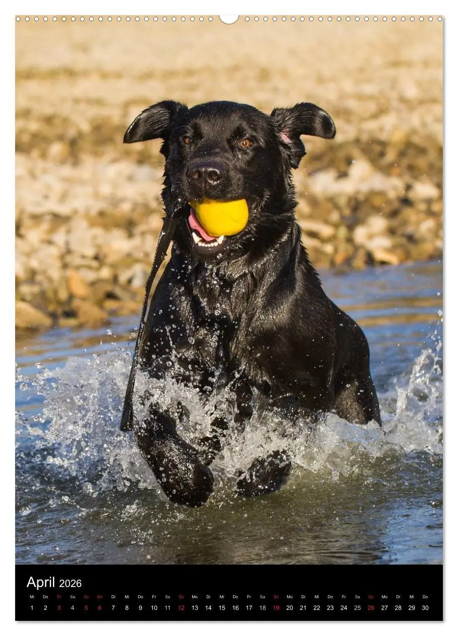 Bild: 9783516453348 | Faszination Labrador Retriever (Wandkalender 2026 DIN A2 hoch),...