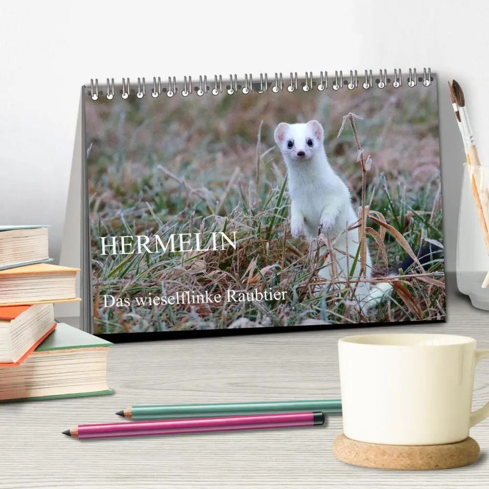 Bild: 9783435493548 | Hermelin - das wieselflinke Raubtier (Tischkalender 2025 DIN A5...