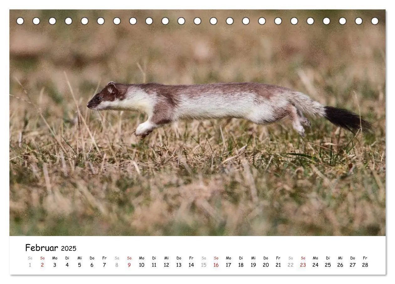 Bild: 9783435493548 | Hermelin - das wieselflinke Raubtier (Tischkalender 2025 DIN A5...