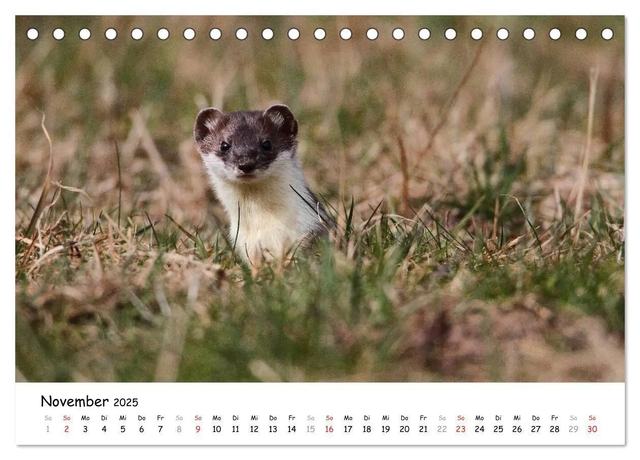 Bild: 9783435493548 | Hermelin - das wieselflinke Raubtier (Tischkalender 2025 DIN A5...