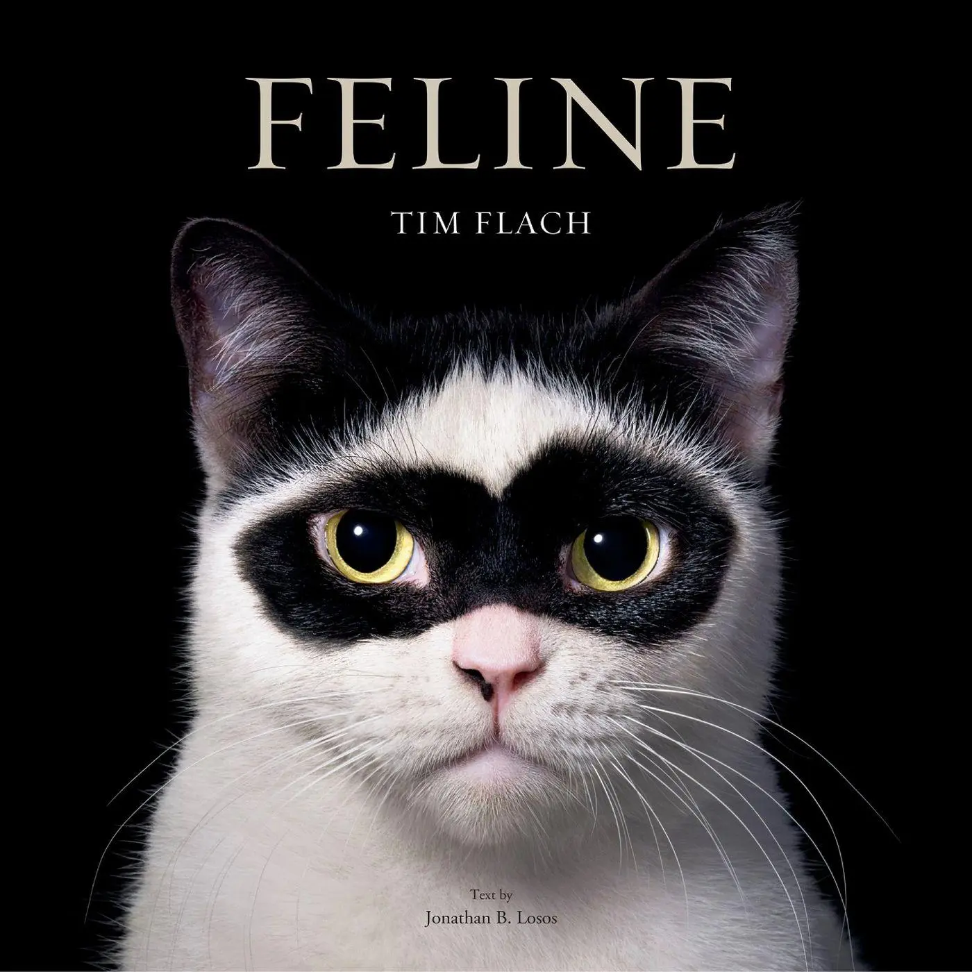 Cover: 9781419773648 | Feline | Photographs | Tim Flach | Buch | Englisch | 2025