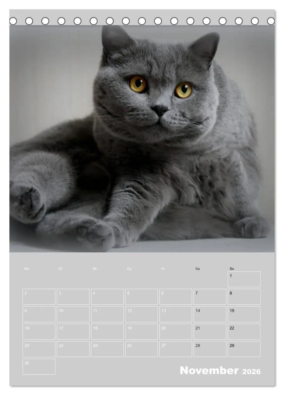 Bild: 9783516413748 | Graue Engel - Britischkurzhaar-Katzen (Tischkalender 2026 DIN A5...