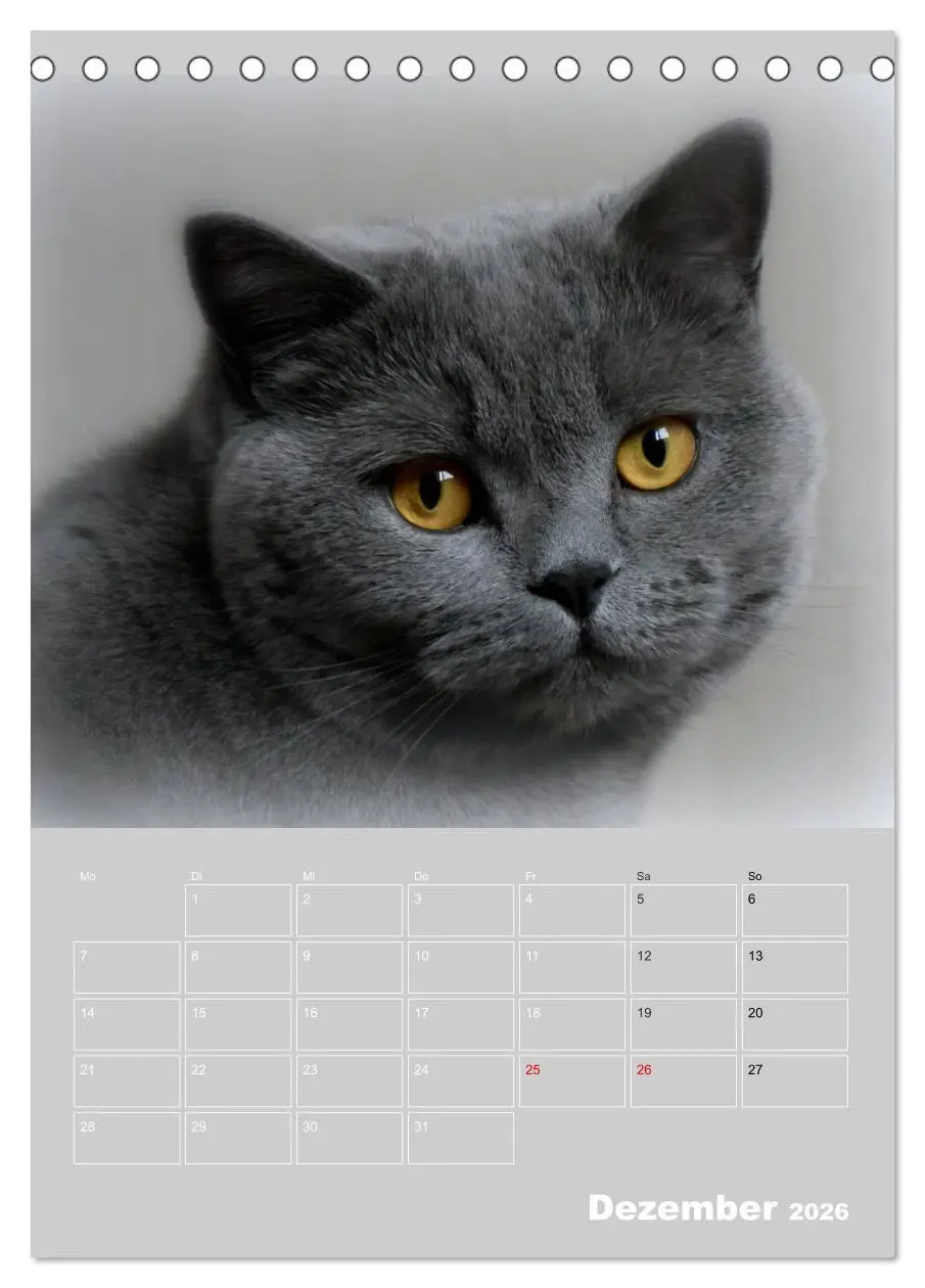 Bild: 9783516413748 | Graue Engel - Britischkurzhaar-Katzen (Tischkalender 2026 DIN A5...