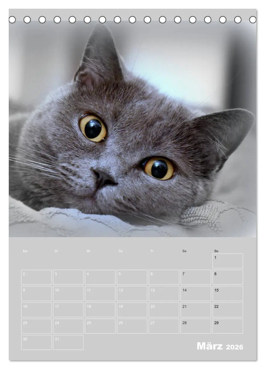 Bild: 9783516413748 | Graue Engel - Britischkurzhaar-Katzen (Tischkalender 2026 DIN A5...