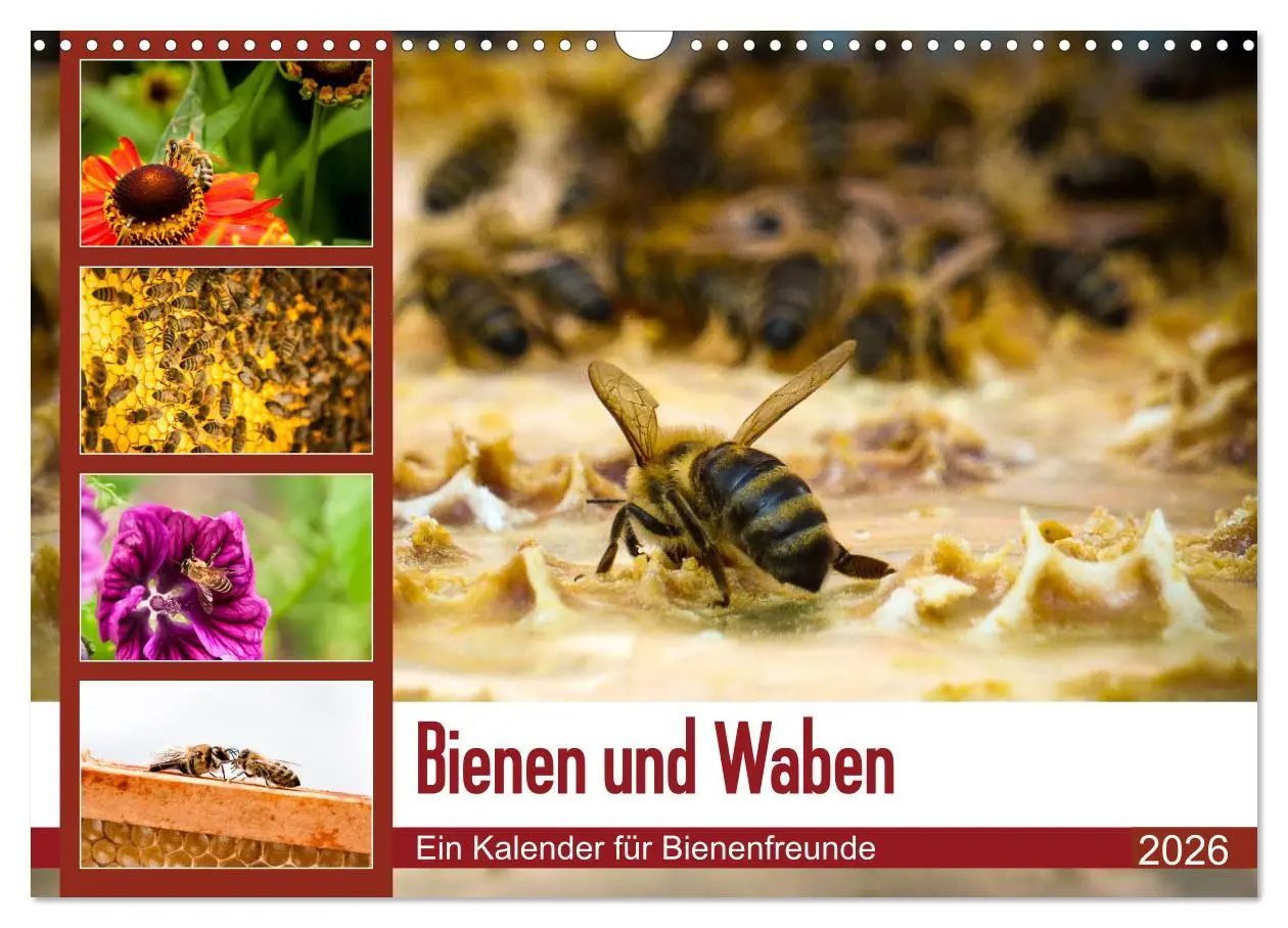 Cover: 9783457933848 | Bienen und Waben (Wandkalender 2026 DIN A3 quer), CALVENDO...
