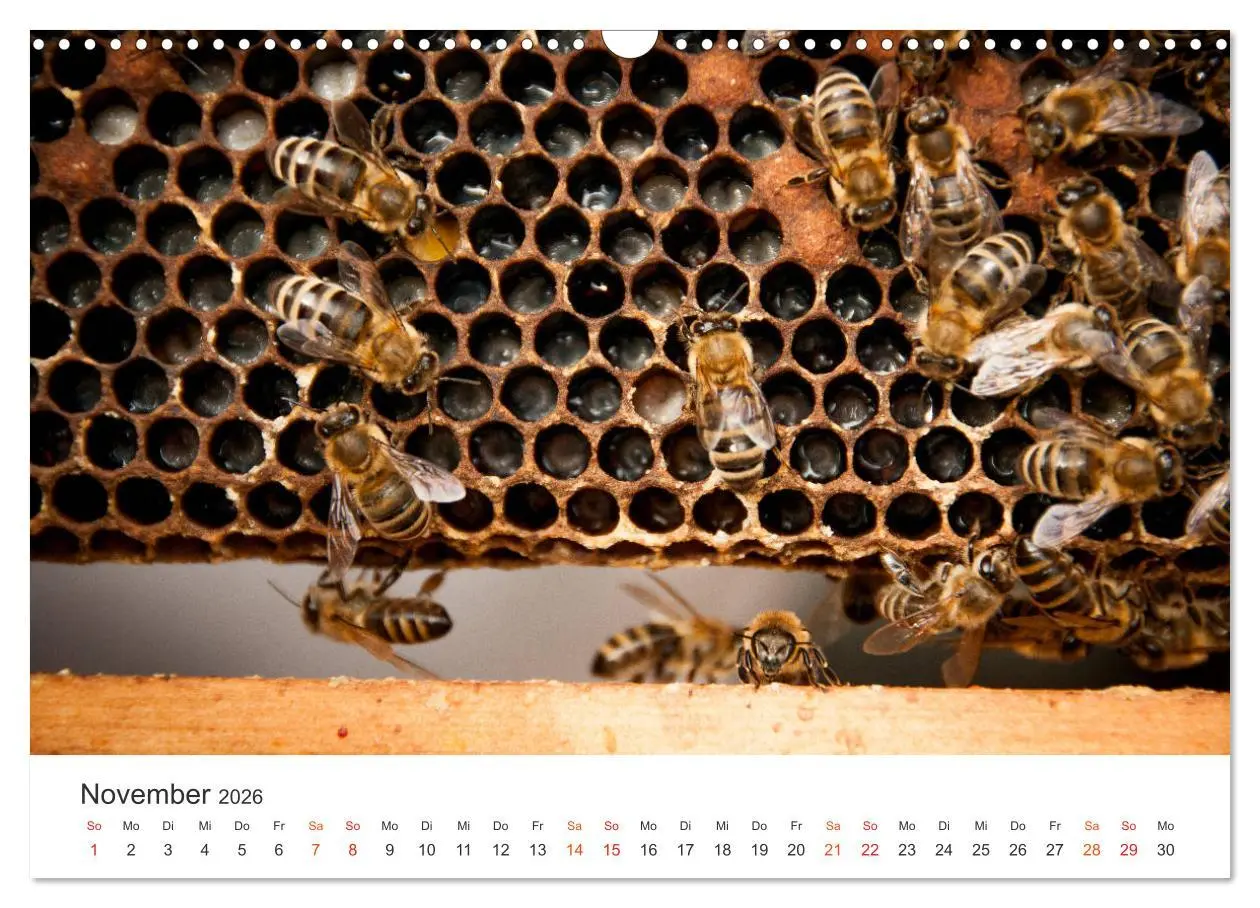 Bild: 9783457933848 | Bienen und Waben (Wandkalender 2026 DIN A3 quer), CALVENDO...