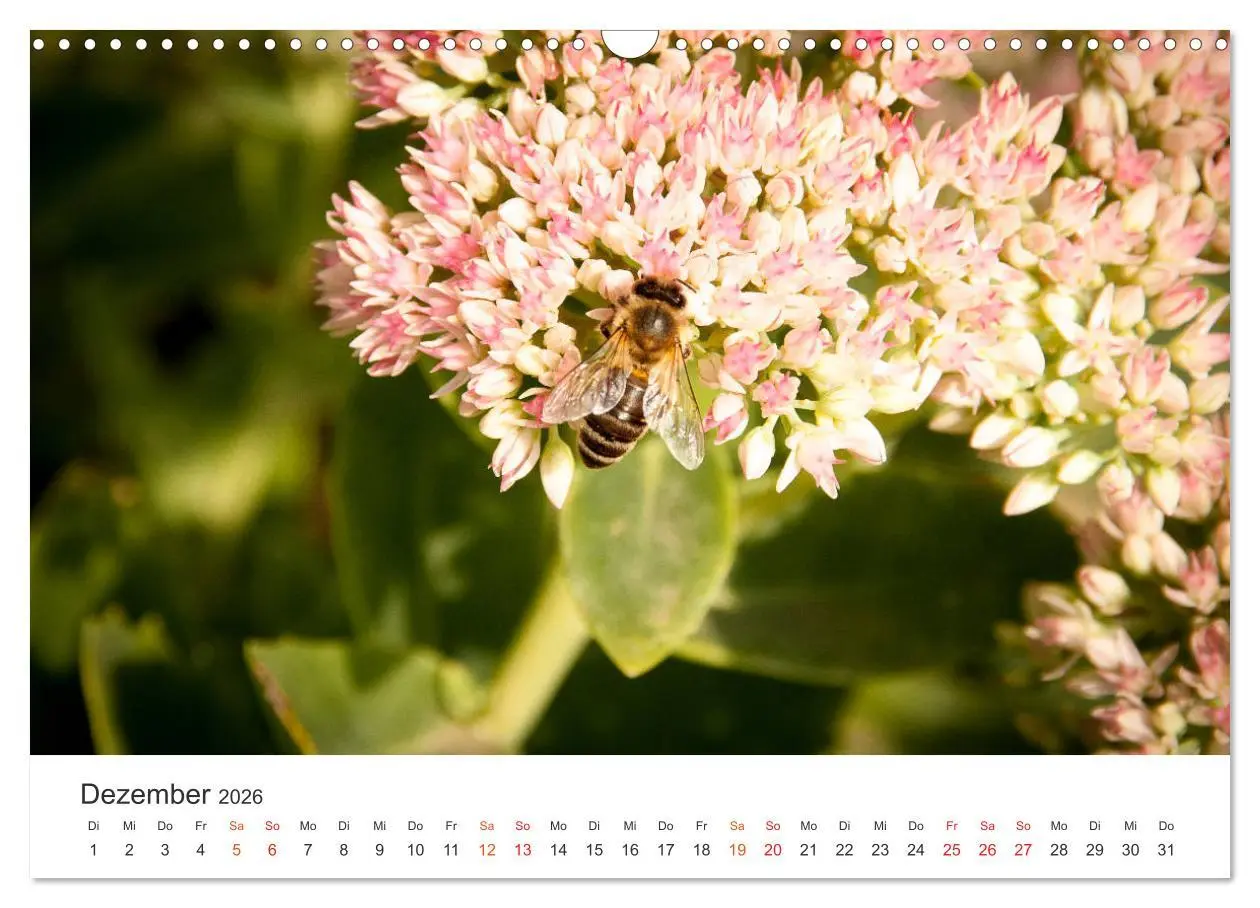 Bild: 9783457933848 | Bienen und Waben (Wandkalender 2026 DIN A3 quer), CALVENDO...