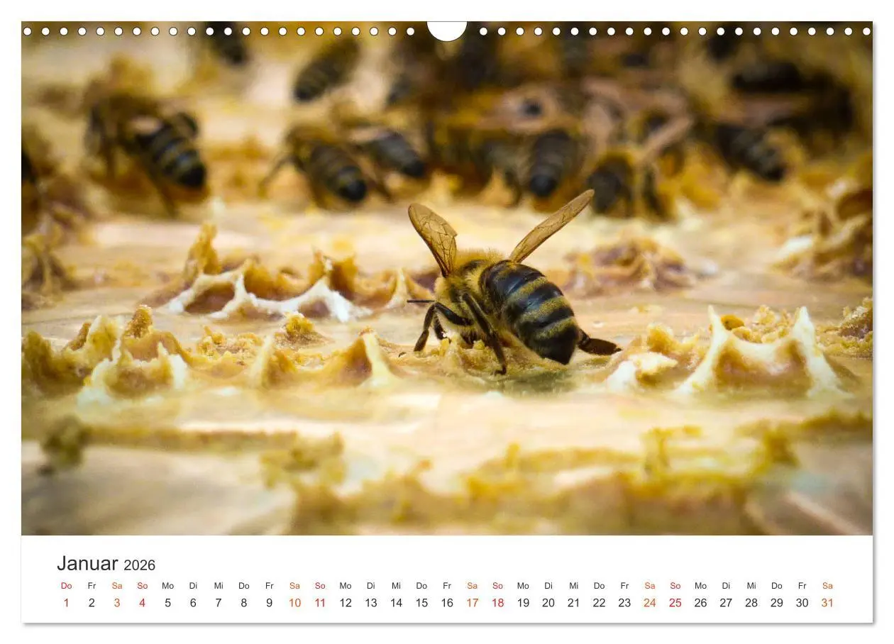 Bild: 9783457933848 | Bienen und Waben (Wandkalender 2026 DIN A3 quer), CALVENDO...