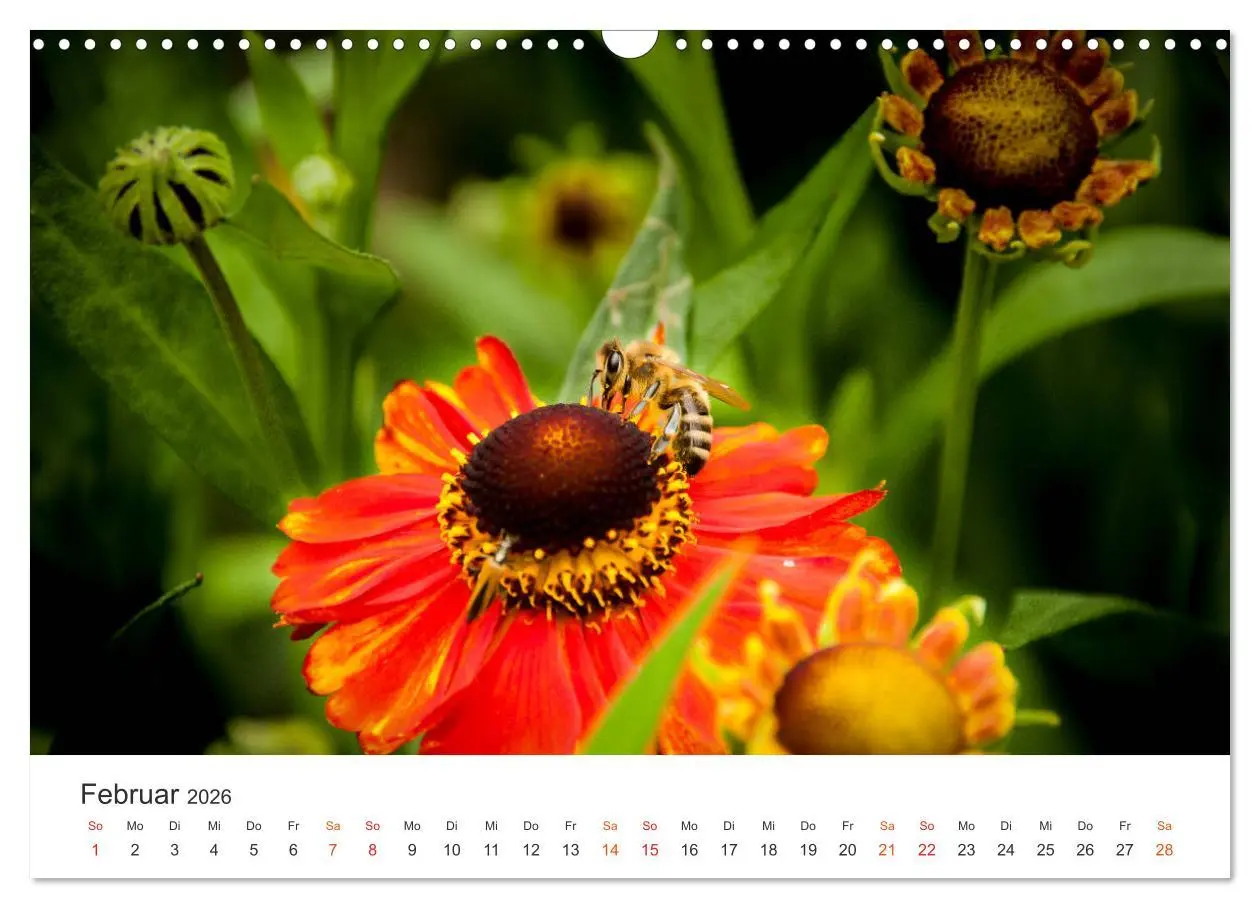 Bild: 9783457933848 | Bienen und Waben (Wandkalender 2026 DIN A3 quer), CALVENDO...