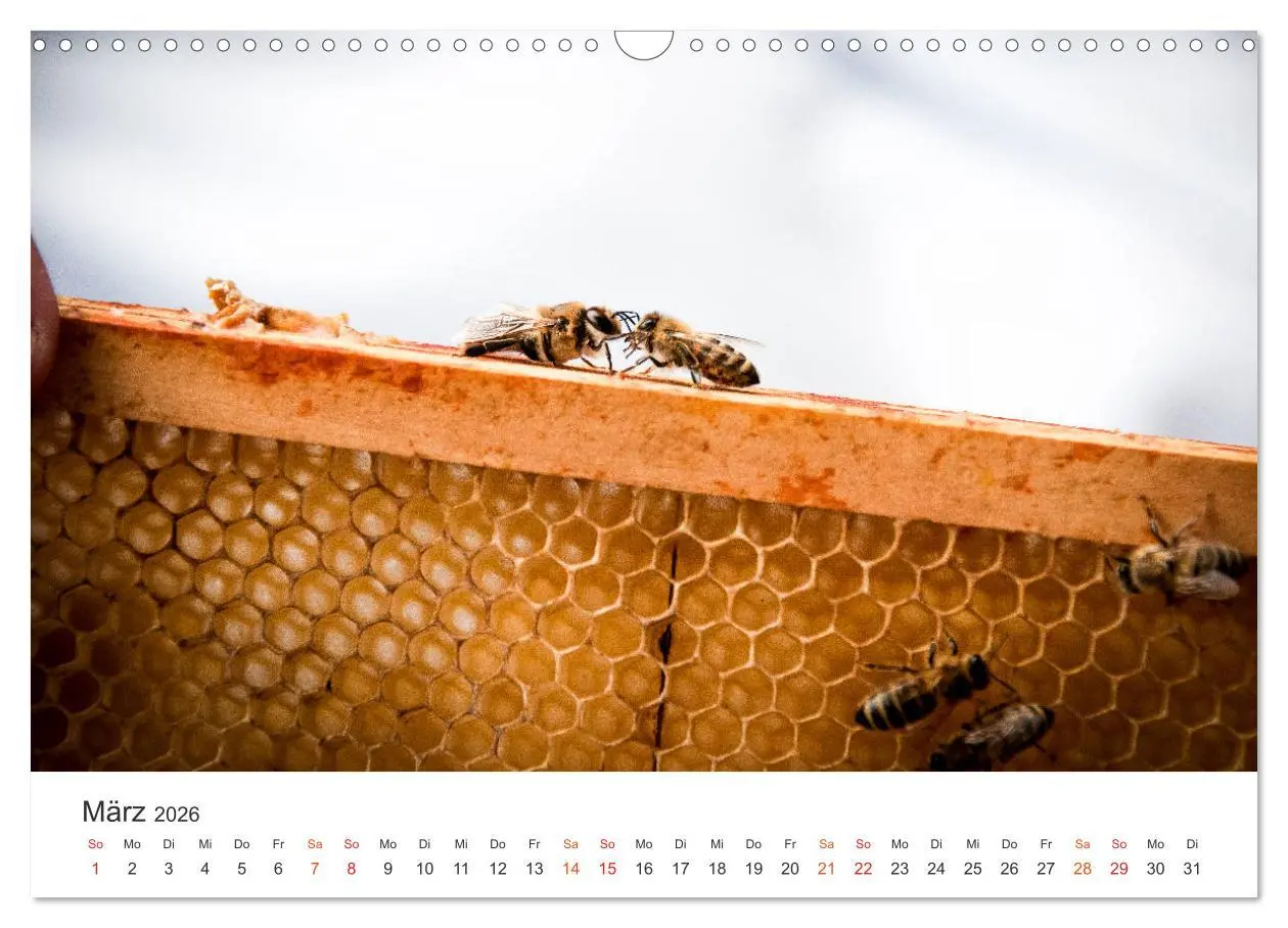 Bild: 9783457933848 | Bienen und Waben (Wandkalender 2026 DIN A3 quer), CALVENDO...