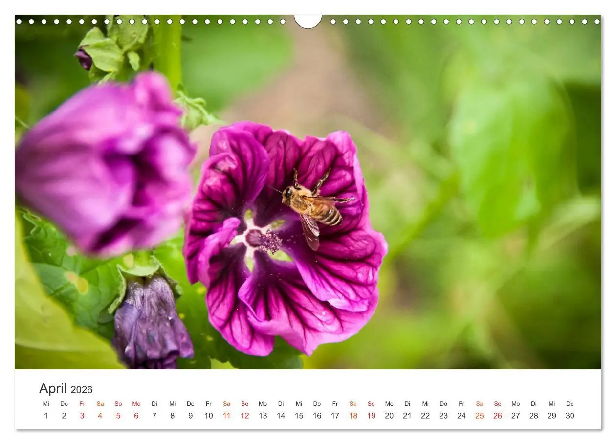 Bild: 9783457933848 | Bienen und Waben (Wandkalender 2026 DIN A3 quer), CALVENDO...